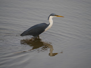 Pied Heron