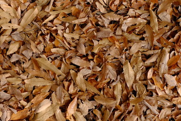 Fallen leaves