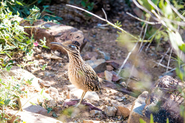 roadrunner