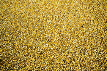 Bulk of yellow corn grains texture