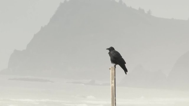 One crow takes off from post at the Oregon Coast.