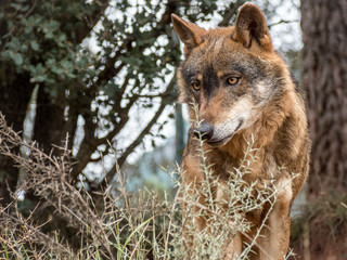Fototapeta premium Iberian wolf portrait (Canis lupus signatus)