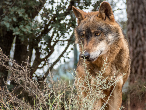 Fototapeta Iberian wolf portrait (Canis lupus signatus)