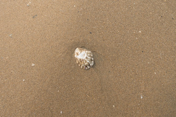 Seashell on the beach