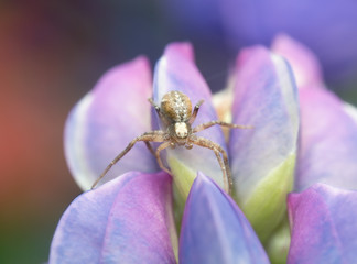 Running crab spider, Philodromidae on lupin
