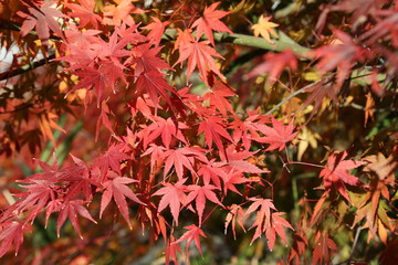 紅葉
