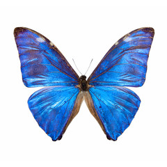  blue morpho butterfly