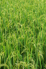 green ear of rice in paddy rice field