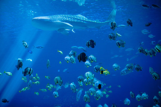 whale shark and school of fish
