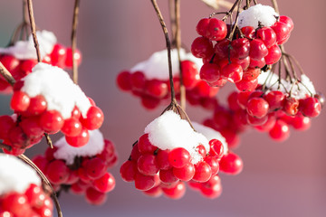 Гроздья красной калины под снегом
