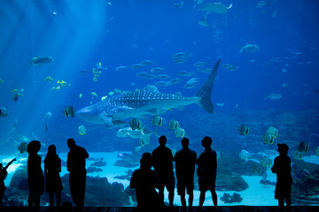 Naklejka premium crowd at an aquarium