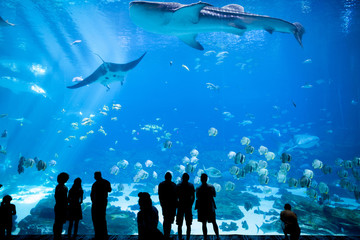 Fototapeta premium Aquarium in Atlanta, Georgia