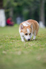 Fototapeta na wymiar The corgi dog on the grass in the park