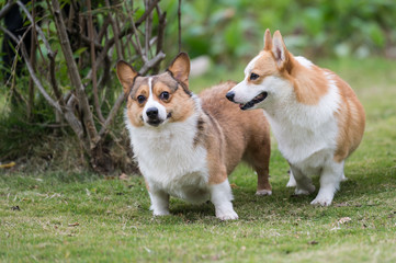 Two corgi dogs on the grass in the park