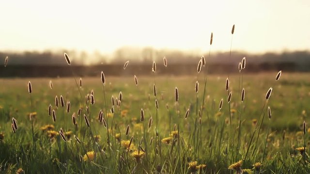 The perfect summer meadow shot with long grass and flowering yellow dandelions