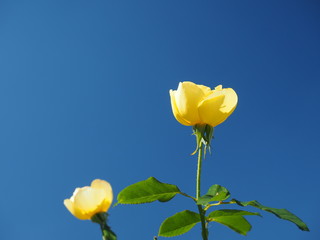 青空と黄色いバラ