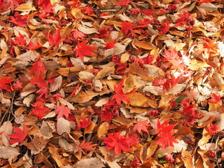 紅葉した落ち葉