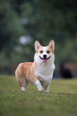 The corgi dog on the grass in the park