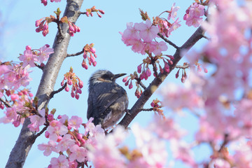 桜の花とヒヨドリ　青空背景