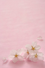 桜の花　桃色背景 