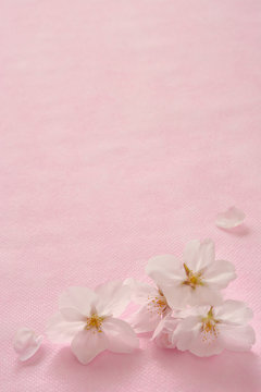 桜の花　桃色背景
