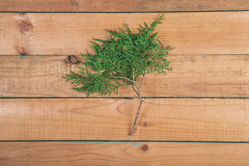 Branch of thuja on wooden baclground