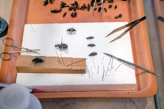 preparing the collection of beetles on the table entomologist
