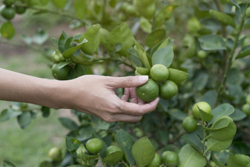 Hand holding fresh lemon from tree branch