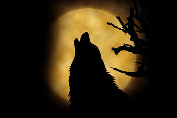 Naklejka premium Wolf howling at the moon