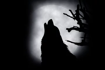 Papier Peint photo Lavable Loup Wolf howling at the moon