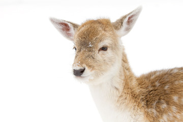 Fallow deer isolated on a white background poses in a winter field in Canada