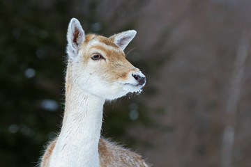 Fallow deer closeup  in a winter field in Canada