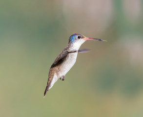 Fototapeta premium Violet Crowned Hummingbird. Using different backgrounds the bird becomes more interesting and blends with the colors. These birds are native to Mexico and brighten up most gardens where flowers bloom.