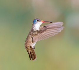 Violet Crowned Hummingbird. Using different backgrounds the bird becomes more interesting and blends with the colors. These birds are native to Mexico and brighten up most gardens where flowers bloom.