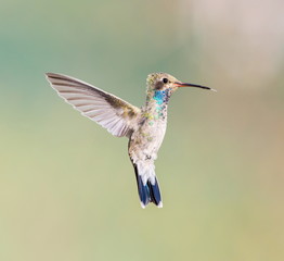 Broad Billed Hummingbird. Using different backgrounds the bird becomes more interesting and blends with the colors. These birds are native to Mexico and brighten up most gardens where flowers bloom.