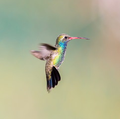 Fototapeta premium Broad Billed Hummingbird. Using different backgrounds the bird becomes more interesting and blends with the colors. These birds are native to Mexico and brighten up most gardens where flowers bloom.
