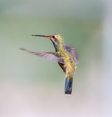 Broad Billed Hummingbird. Using different backgrounds the bird becomes more interesting and blends with the colors. These birds are native to Mexico and brighten up most gardens where flowers bloom.