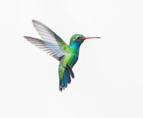 Fotobehang Breed gefactureerde kolibrie. Door verschillende achtergronden te gebruiken, wordt de vogel interessanter en gaat hij op in de kleuren. Deze vogels komen oorspronkelijk uit Mexico en fleuren de meeste tuinen op waar bloemen bloeien. © Hummingbird Art