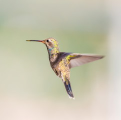 Fototapeta premium Broad Billed Hummingbird. Using different backgrounds the bird becomes more interesting and blends with the colors. These birds are native to Mexico and brighten up most gardens where flowers bloom.