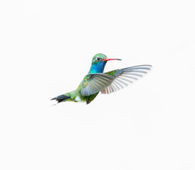 Broad Billed Hummingbird. Using different backgrounds the bird becomes more interesting and blends with the colors. These birds are native to Mexico and brighten up most gardens where flowers bloom. - 129386048