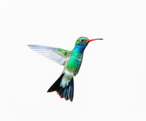 Broad Billed Hummingbird. Using different backgrounds the bird becomes more interesting and blends...