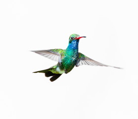 Broad Billed Hummingbird. Using different backgrounds the bird becomes more interesting and blends with the colors. These birds are native to Mexico and brighten up most gardens where flowers bloom. - 129386063
