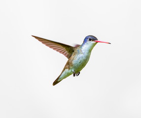 Violet Crowned Hummingbird. Using different backgrounds the bird becomes more interesting and blends with the colors. These birds are native to Mexico and brighten up most gardens where flowers bloom.