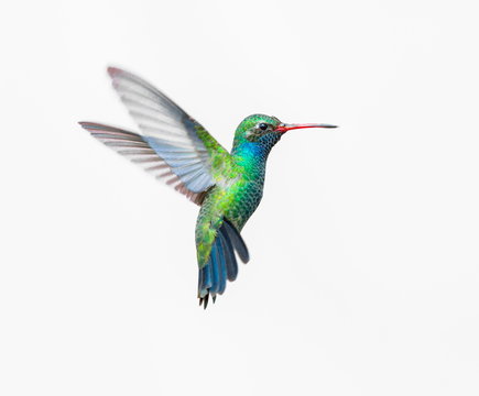 Broad Billed Hummingbird. Using different backgrounds the bird becomes more interesting and blends with the colors. These birds are native to Mexico and brighten up most gardens where flowers bloom.