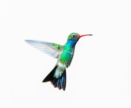 Broad Billed Hummingbird. Using different backgrounds the bird becomes more interesting and blends with the colors. These birds are native to Mexico and brighten up most gardens where flowers bloom.