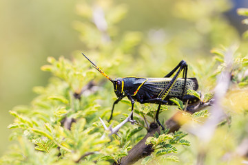 The western horse lubber grasshopper is a relatively large grasshopper species of the grasshopper  family found in the arid lower Sonoran life zone of the southwestern United States and  Mexico.