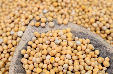Fototapeta premium mustard seed on table