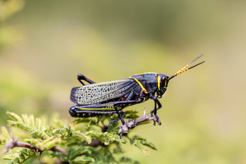 The western horse lubber grasshopper is a relatively large grasshopper species of the grasshopper  family found in the arid lower Sonoran life zone of the southwestern United States and  Mexico.