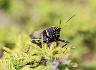 The western horse lubber grasshopper is a relatively large grasshopper species of the grasshopper  family found in the arid lower Sonoran life zone of the southwestern United States and  Mexico.