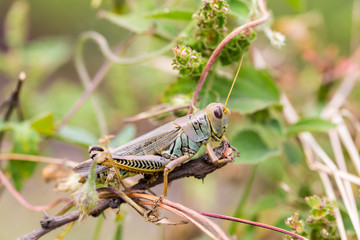 Bright green grasshoppers are found in the grasslands of Mexico. They are called Chapulines and also collected by the local people and are considered a tasty snack when roasted with chilies.